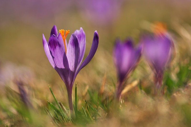 *** фото превью