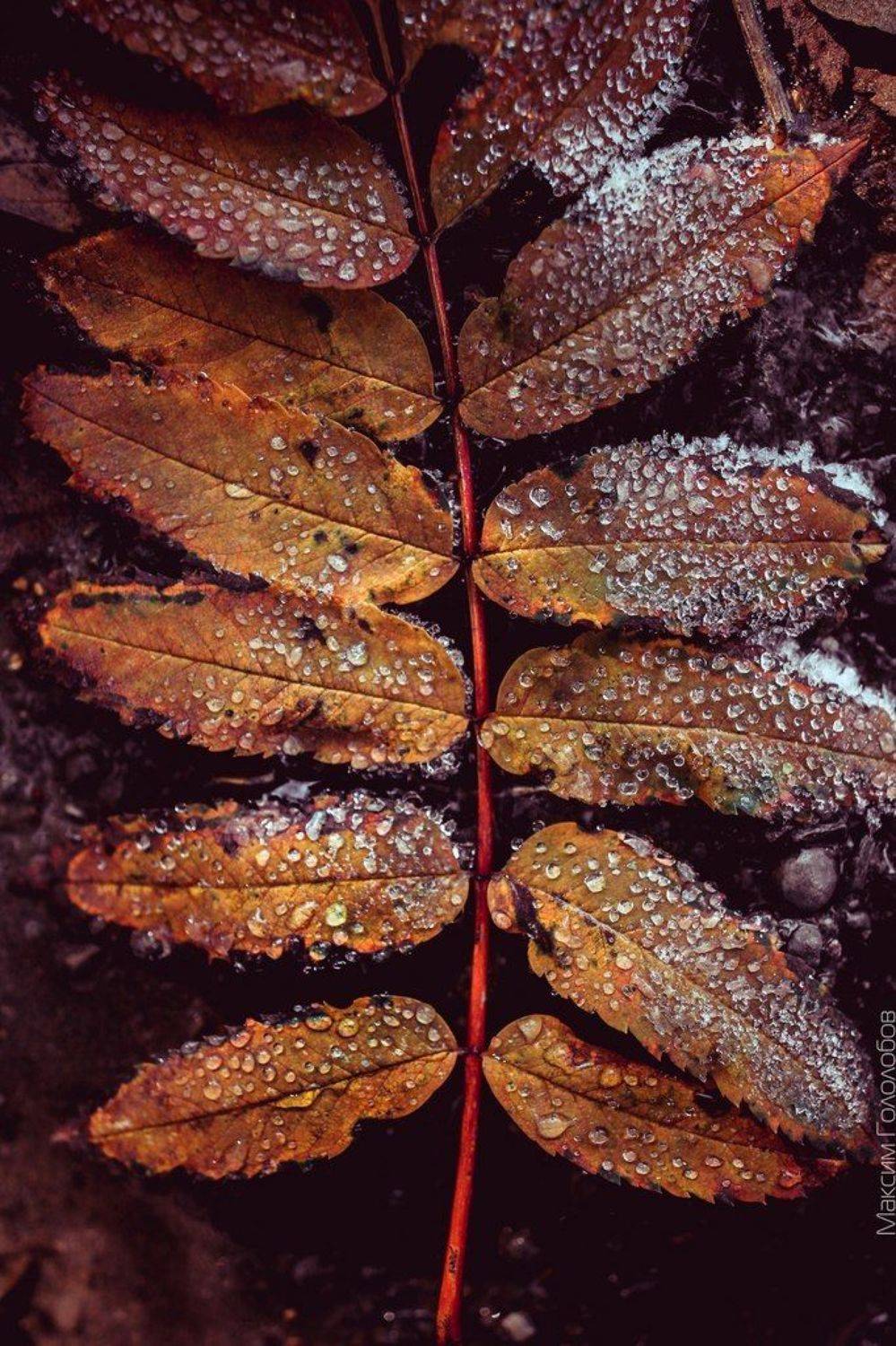 , Гололобов Максим