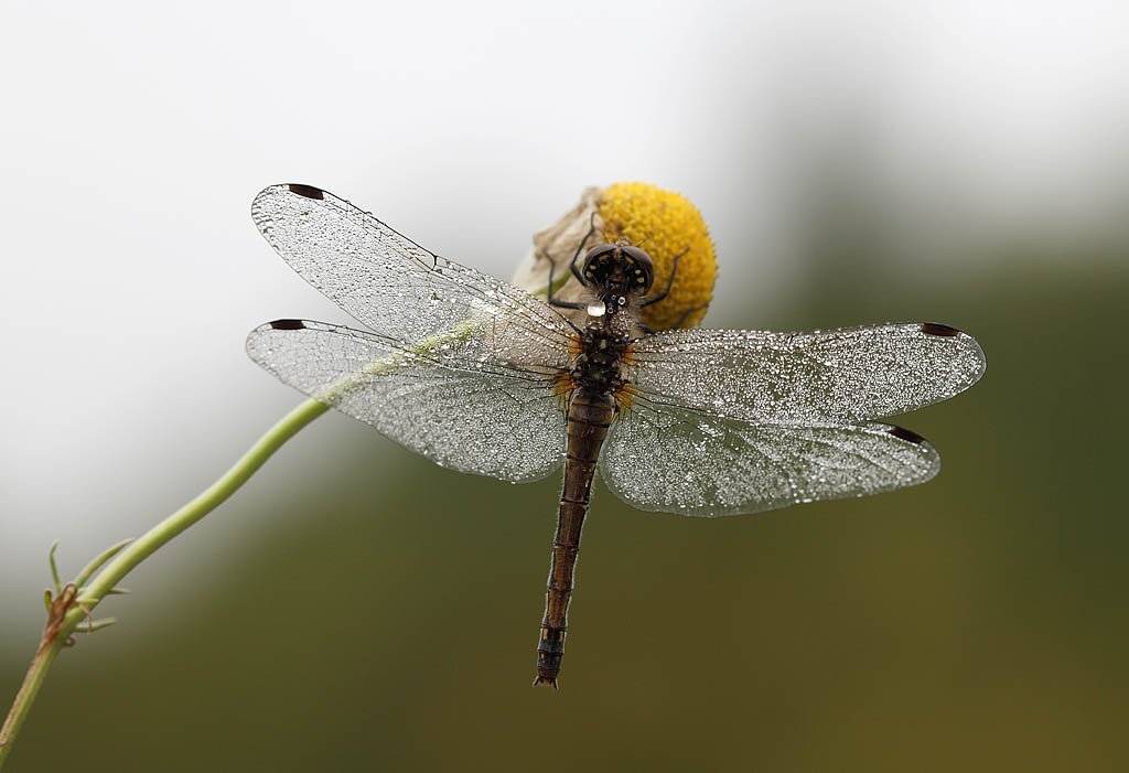 , Сергей Таланов