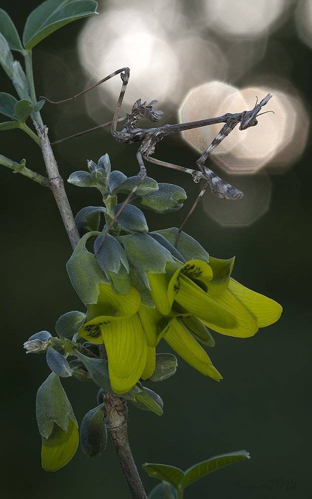 , Игорь ФУММ