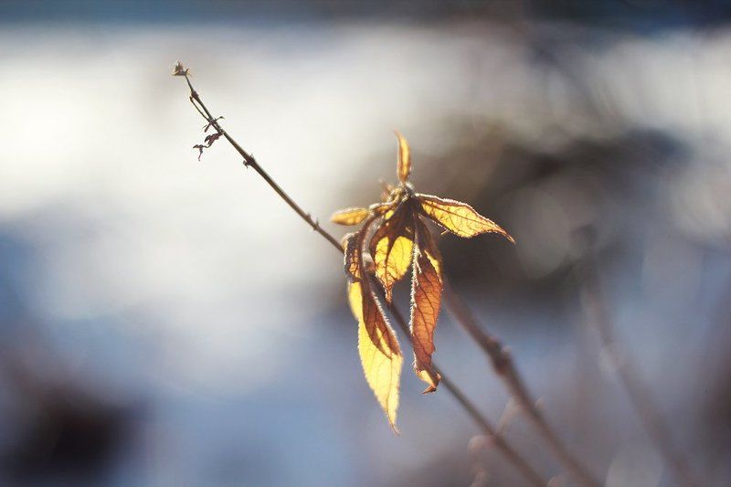 Поцелуй солнца фото превью