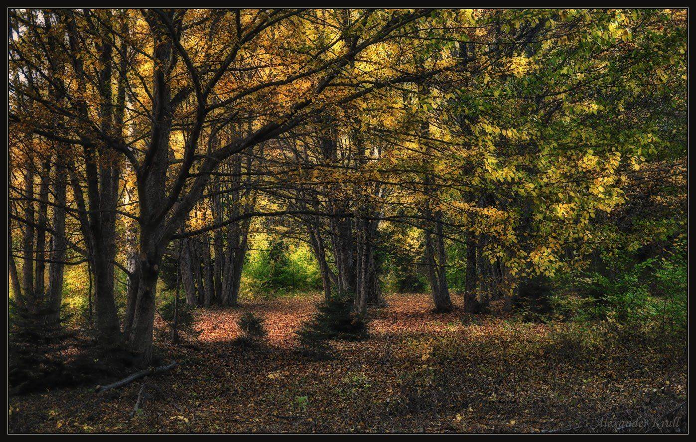 кавказ, кчр, осень, лес, Александр Круль