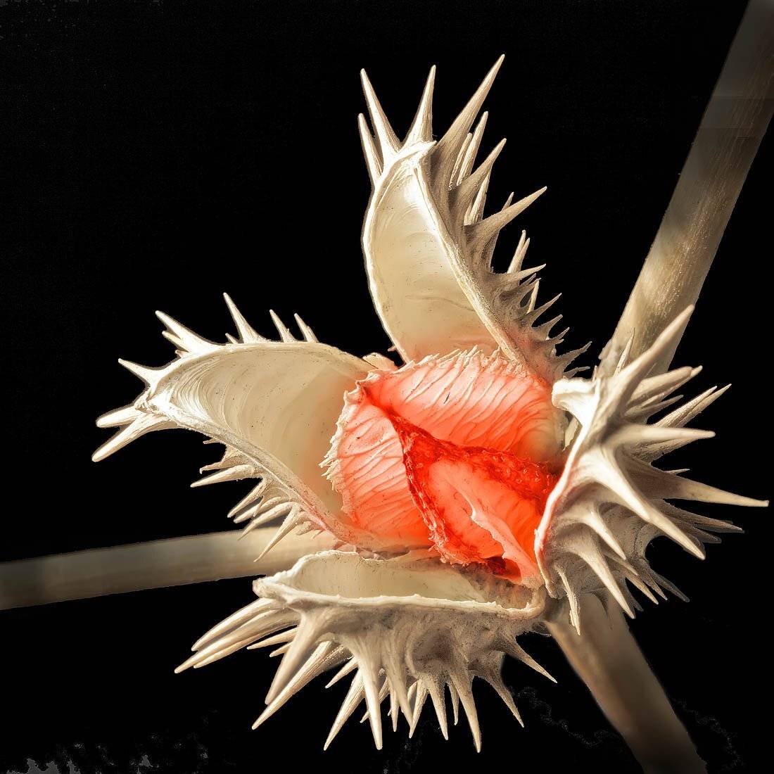 , Качурин Алексей