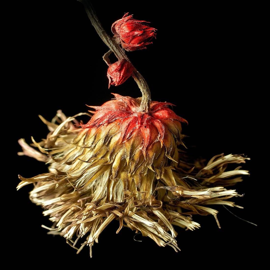 , Качурин Алексей