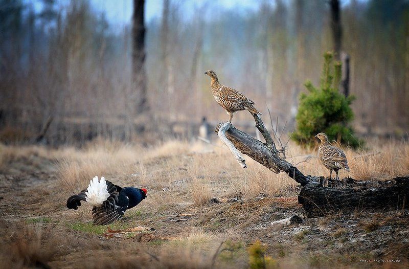 Тетерева, ток фото превью