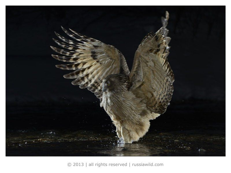 Дальневосточный рыбный филин, Дикая природа россии, Красная книга Танец рыбного филина фото превью