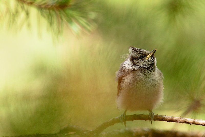 птенец маленький мечтатель фото превью