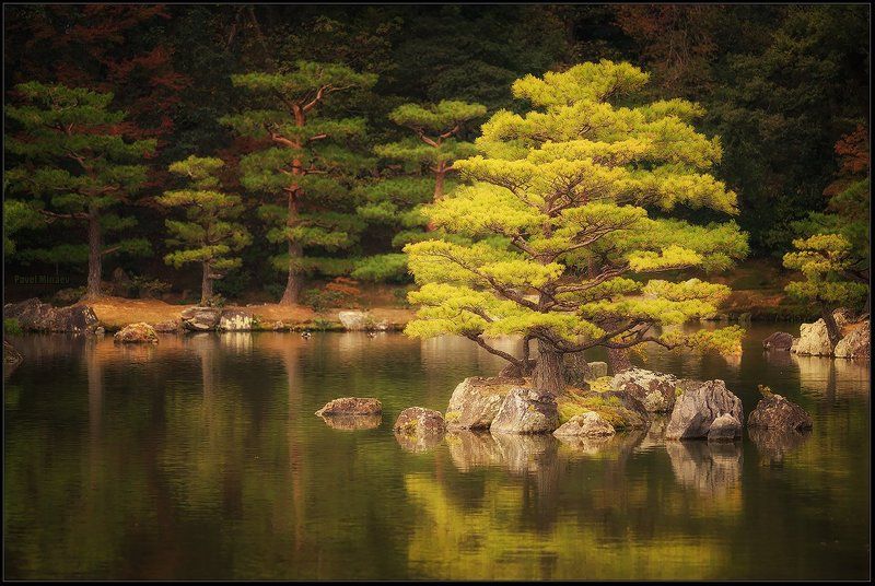 Японская хвоя фото превью