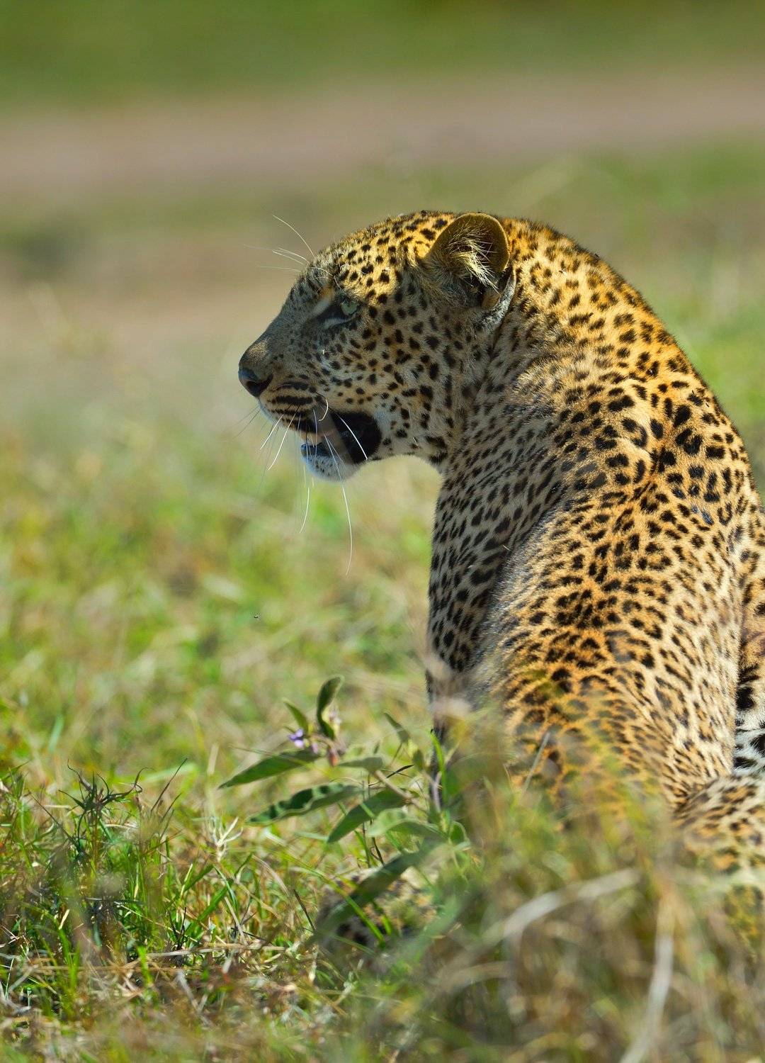 Африка Кения леопрад, Анна Яценко