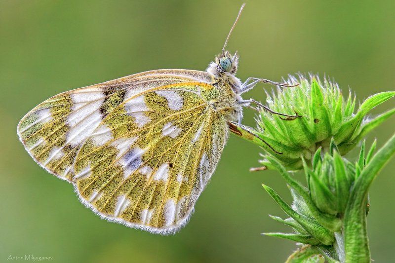 Макро, Природа Белянка рапсовая (Pontia daplidice) фото превью