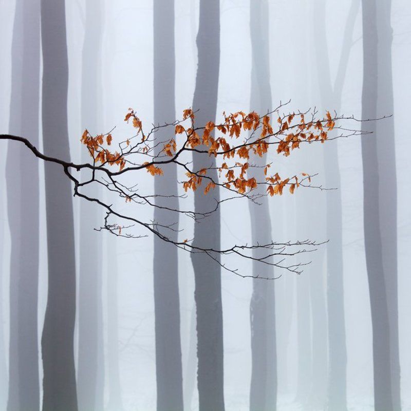 Atmosphere, Beech, Branch, Forest, Minimalism, Mood, Nature, Trees Waiting for Winter фото превью
