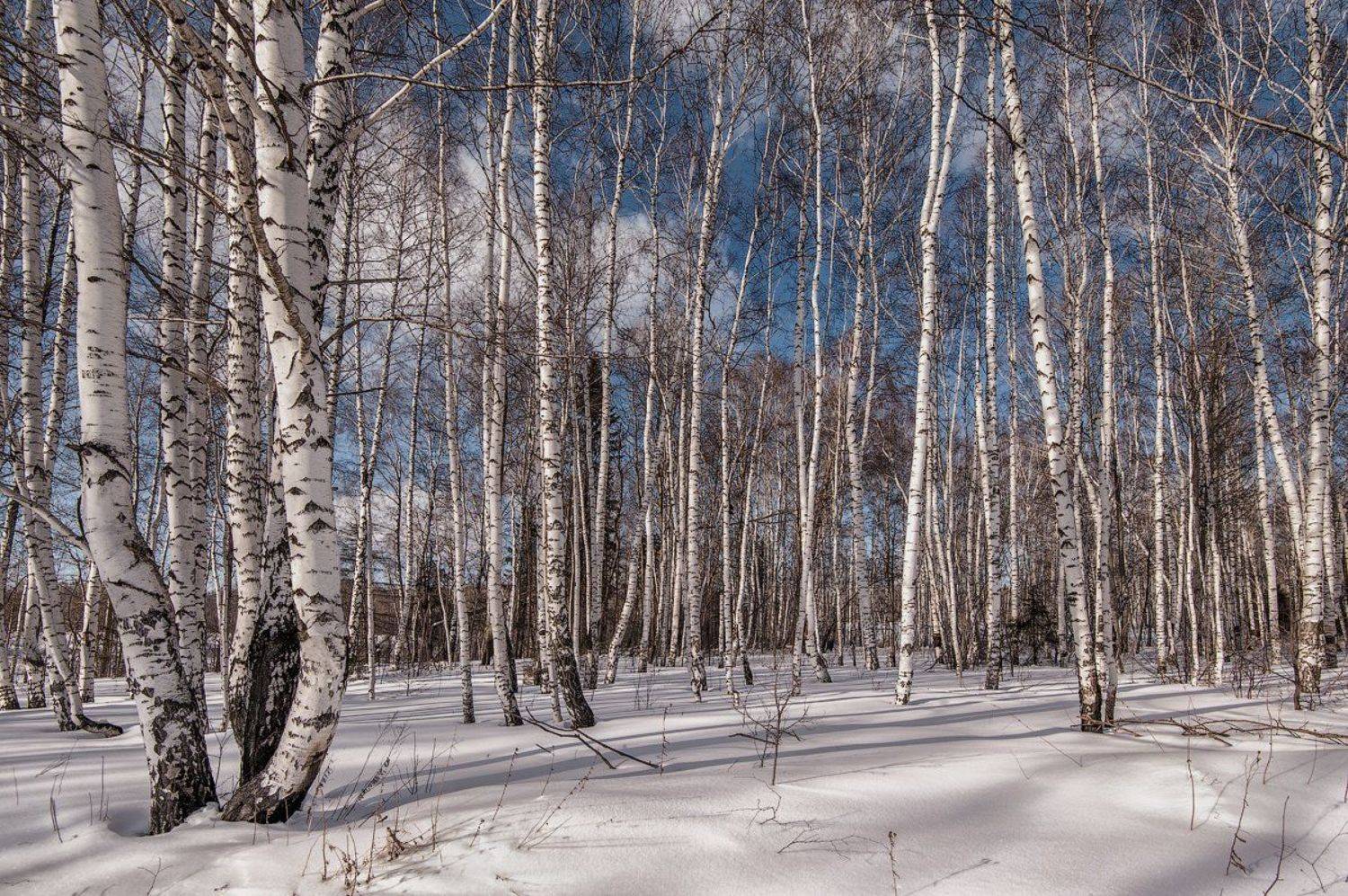 , Владимир Чуприков