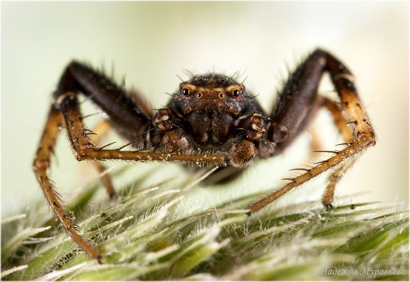 Thomisidae, Xysticus, Бокоход, Ксистикус, Паук Отелло фото превью