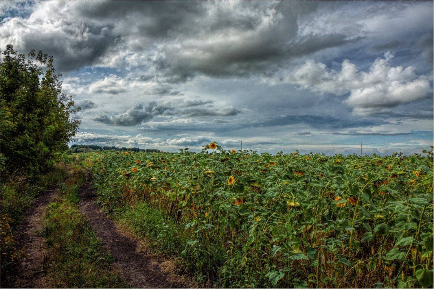 , Владимир Веснин