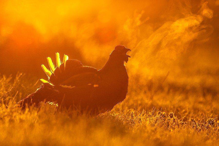 дикая природа россии, сергейиванов, тетерев, Сергей Иванов