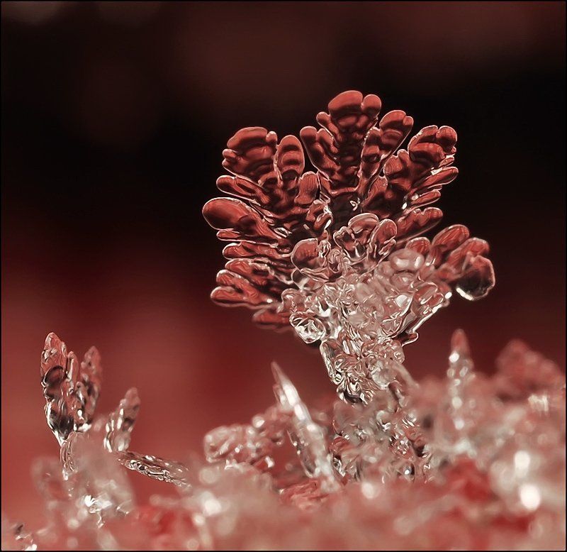 Алое противостояние... фото превью