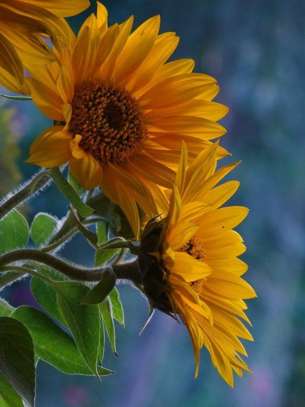 Солнечное царство фото превью