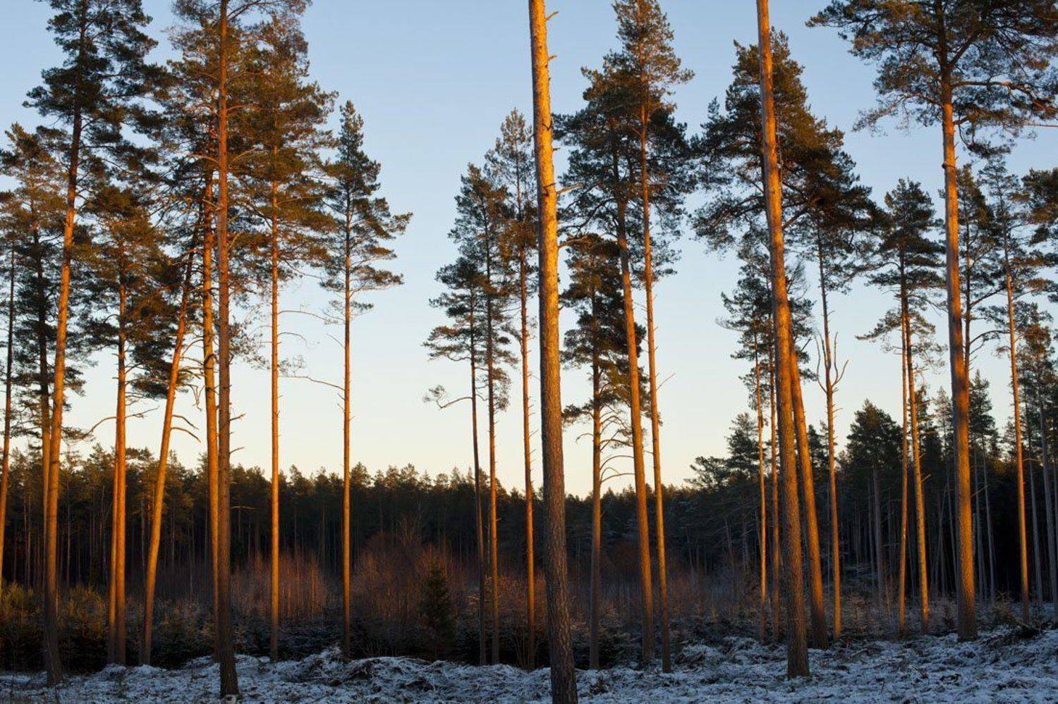 , Rimantas Bikulcius