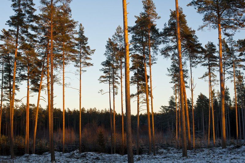 Bечер фото превью