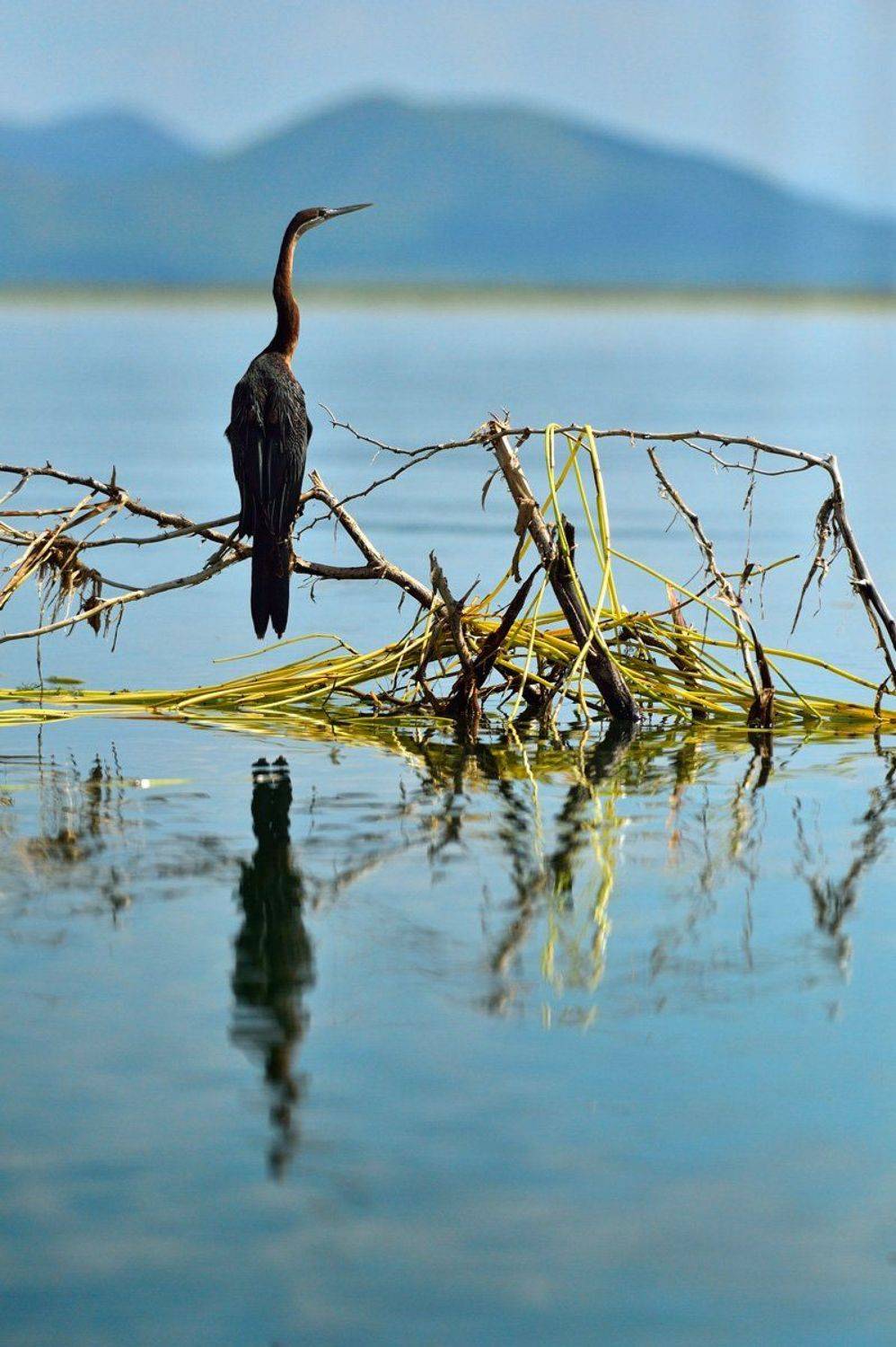 , Анна Яценко