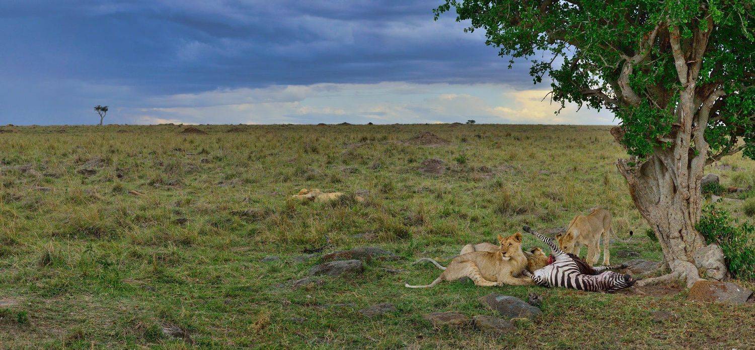 , Анна Яценко