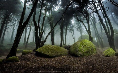 The Romantic Forest II