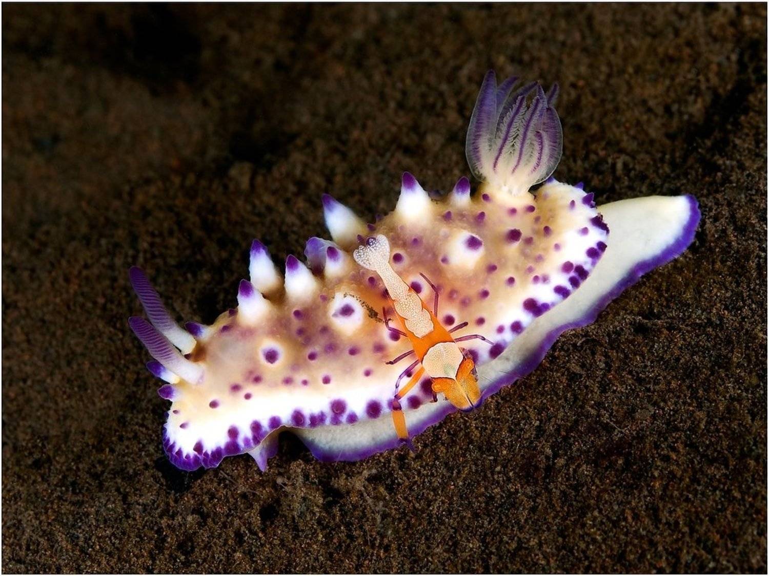 Бали, Дайвинг, Индонезия, Макро, Unlis