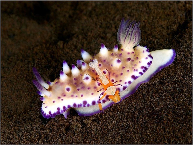 Бали, Дайвинг, Индонезия, Макро Симбиоз фото превью