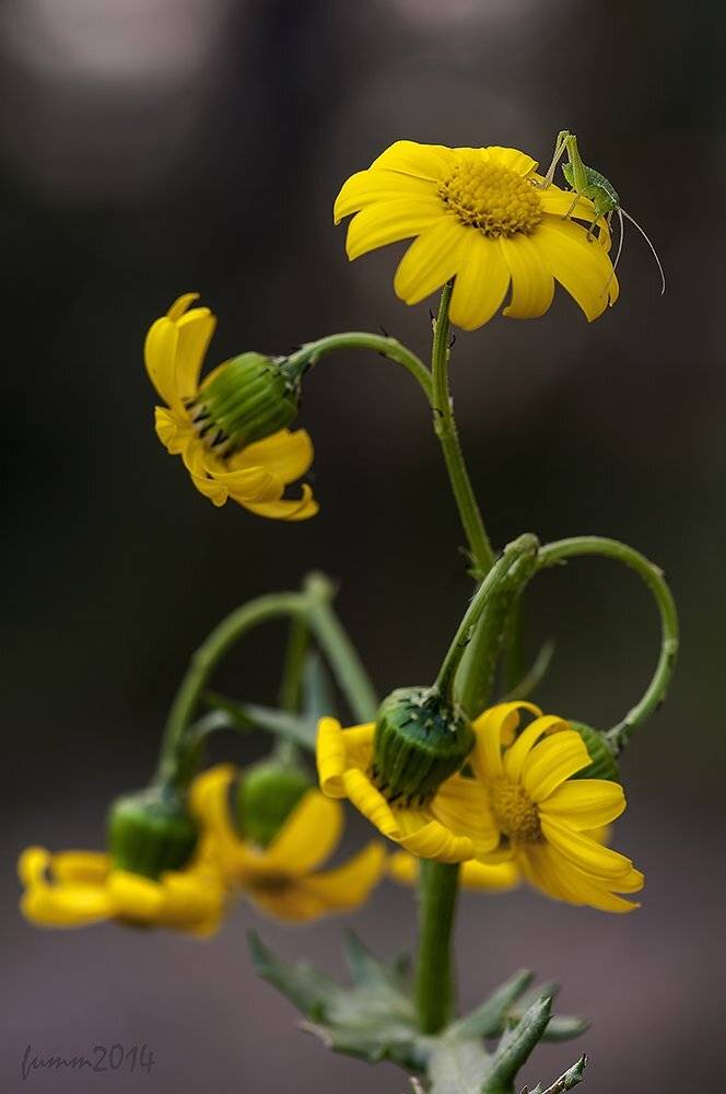 , Игорь ФУММ