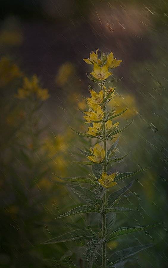 , Таня  Маркова