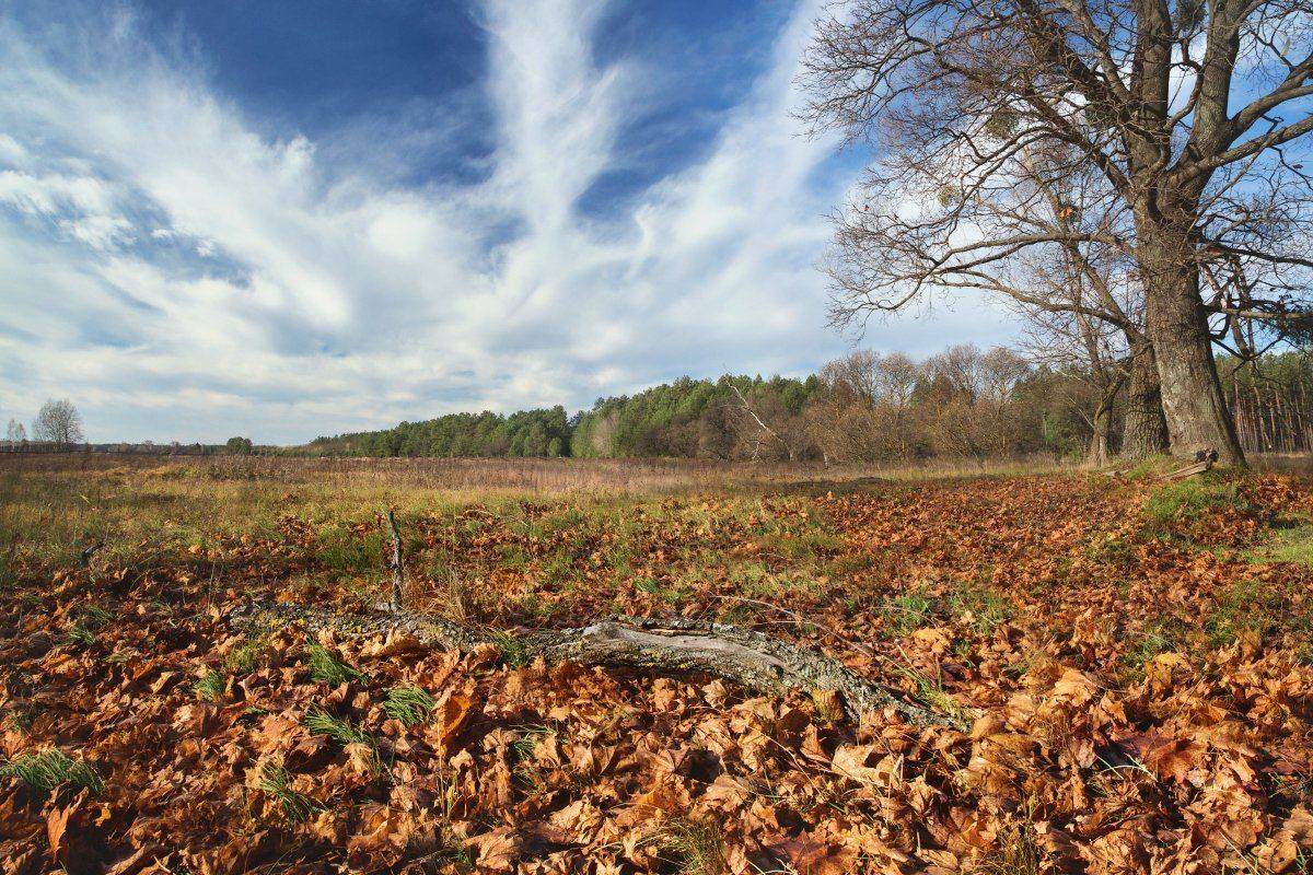 Дерево, Листва, Облака, Осень, Пейзаж, Полесье, Природа, Александр Удовиченко