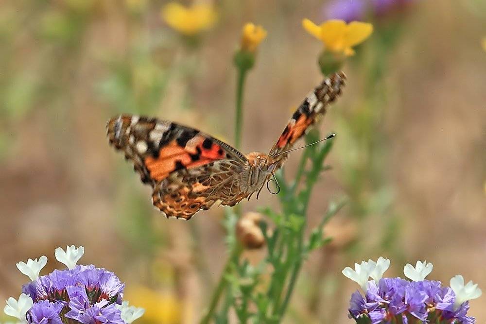Бабочка, Весна, Макро, Yuri Gomelsky