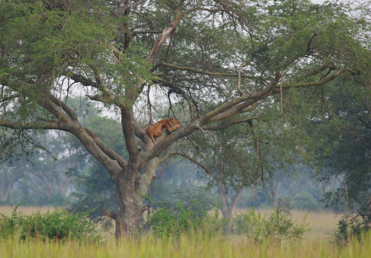 , Сергей Волков