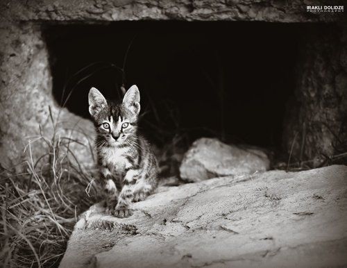 Cats