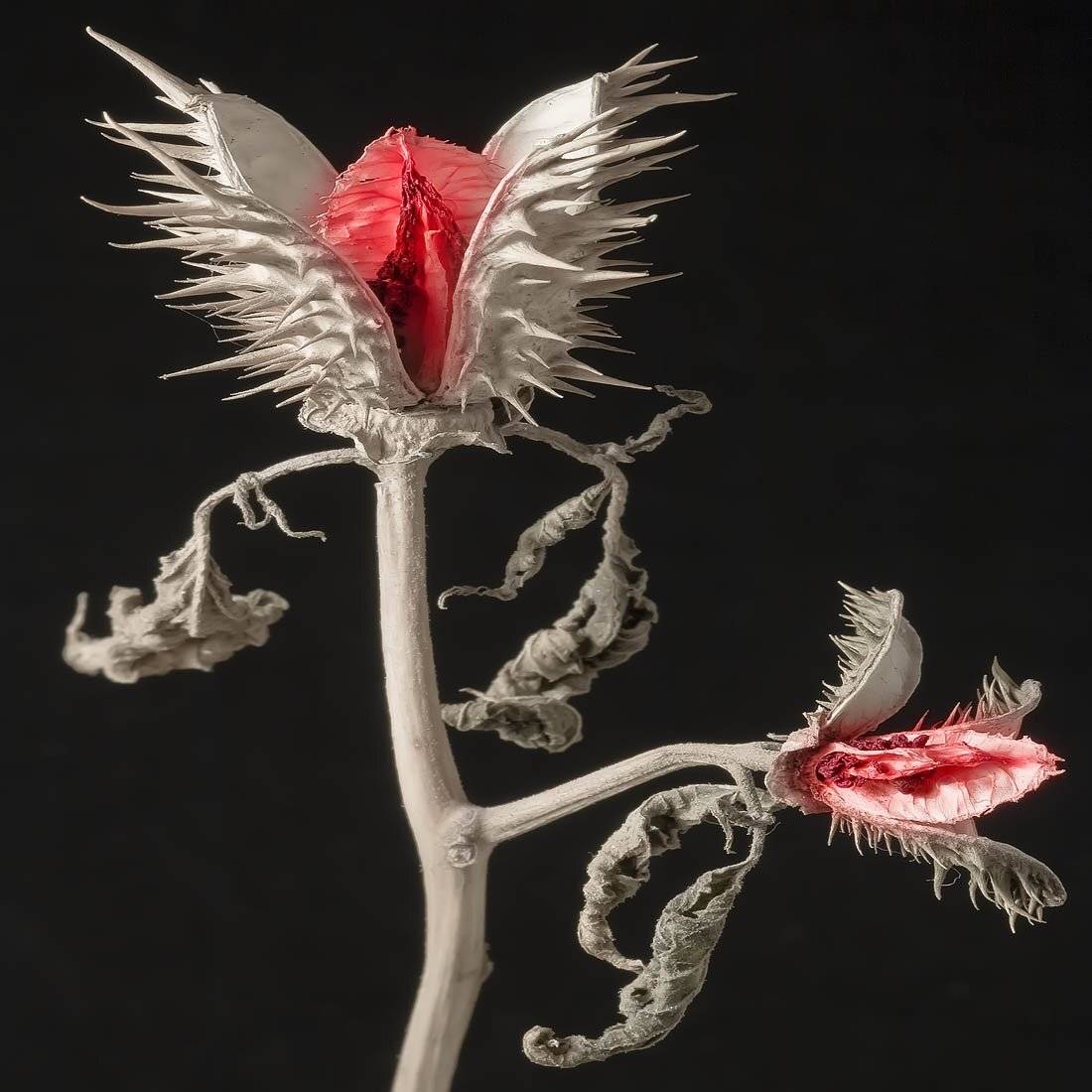 , Качурин Алексей