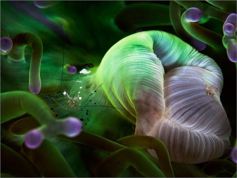 Diving, Kho Phangan, Thailand, Underwater photography, Актиния, Дайвинг, Ко Панган, Подводная фотография, Таиланд Солярис фото превью