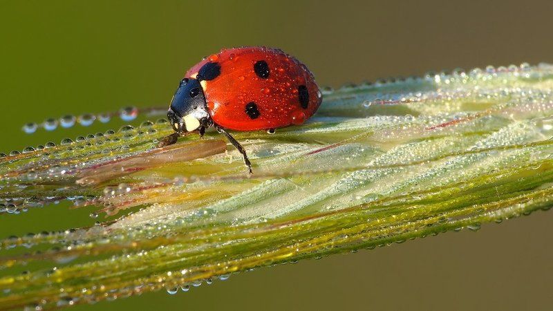 Bubamara фото превью