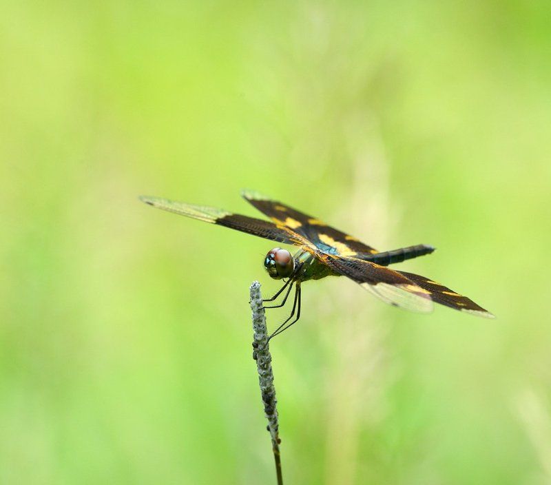 *** фото превью