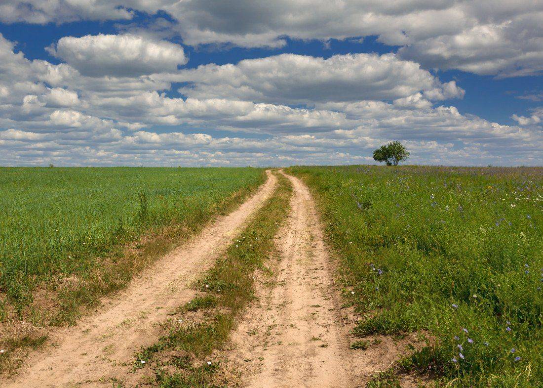 поле, трава, дорога, колея, дерево, облака, лето, Георгий Машковцев