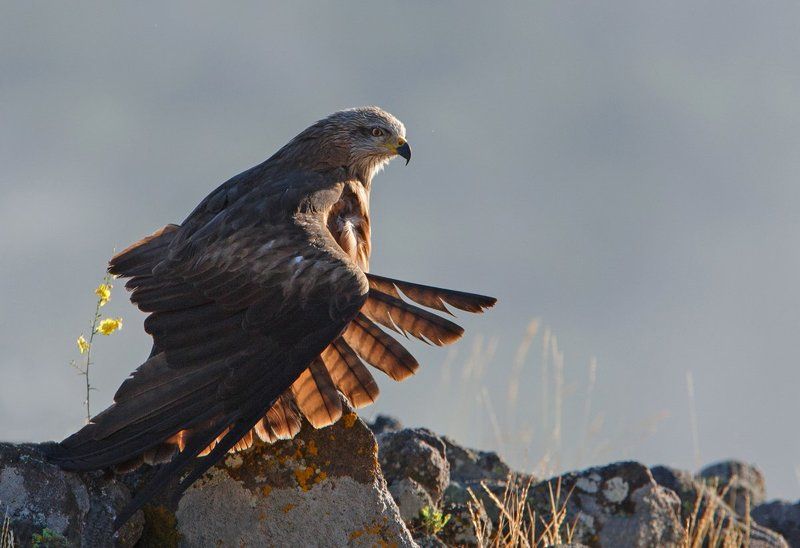 Black Kite фото превью