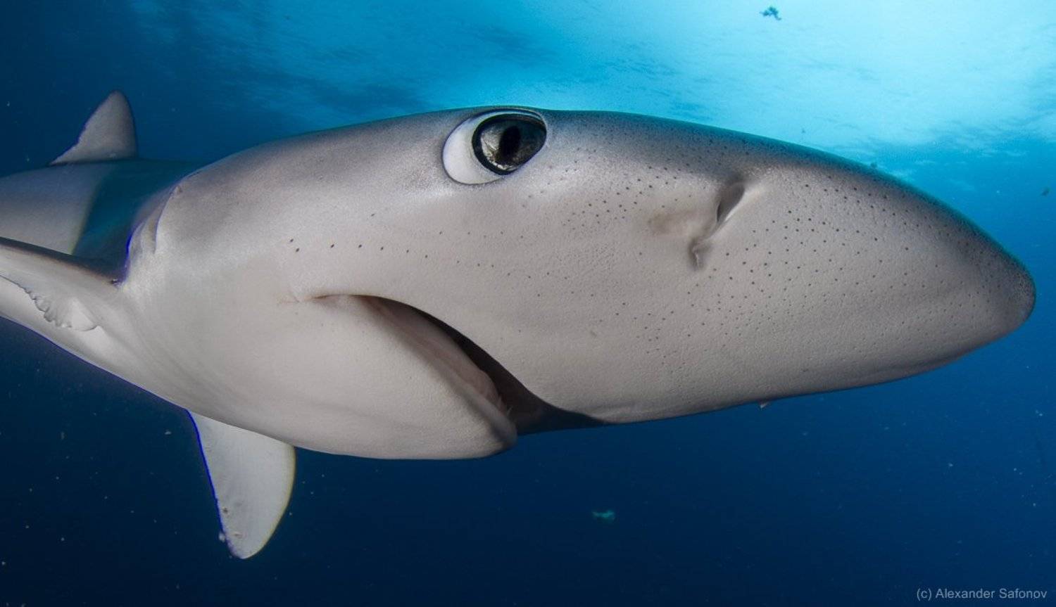 Shark, Sharks, Александр Сафонов