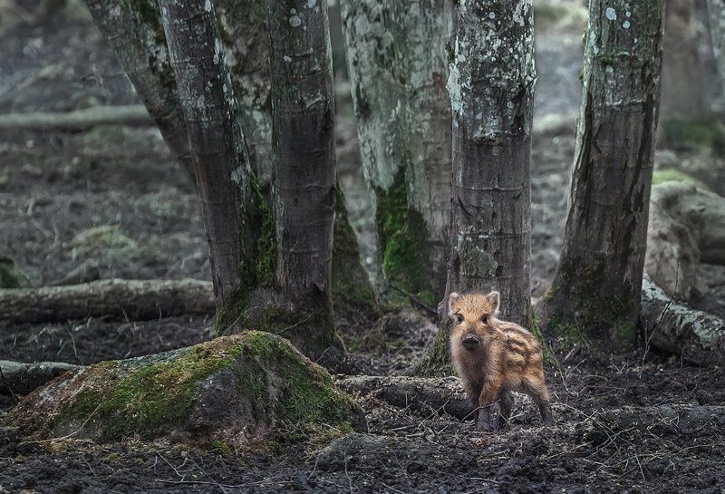 Один дома фото превью