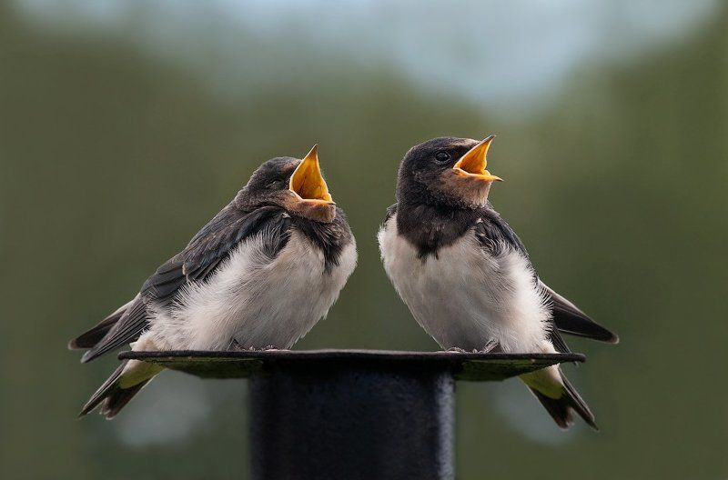 Кто громче? фото превью