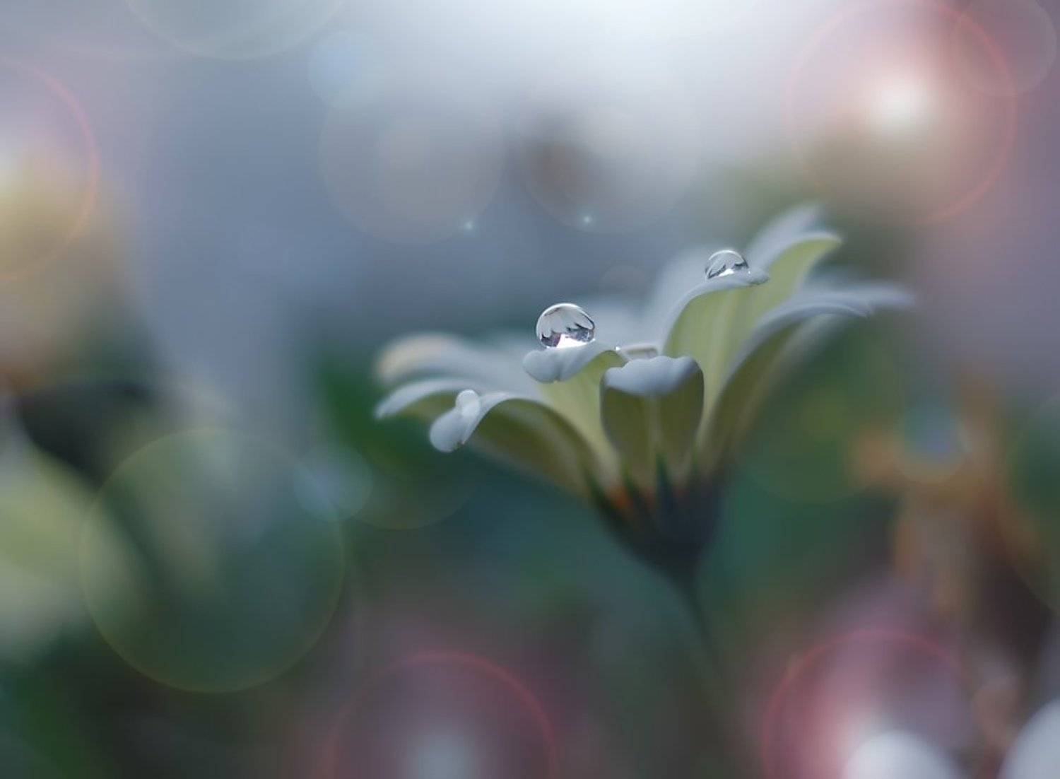 Bokeh, Closeup, Drop, Flower, Garden, Macro, Reflection, Water, Juliana Nan