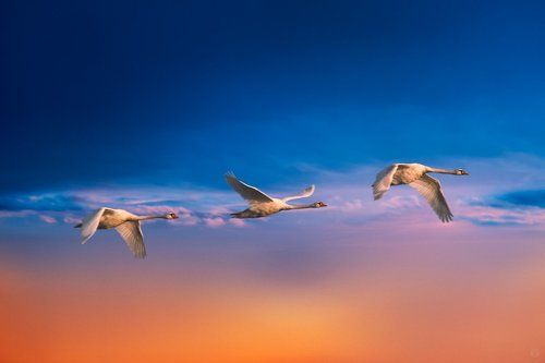 Soaring trio