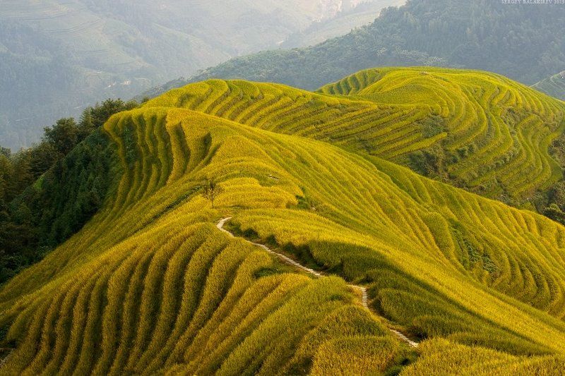 china, китай, рисовые террасы Made in China фото превью