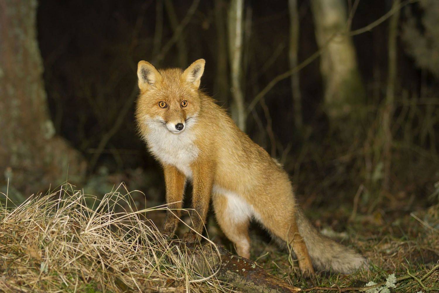 , Александр Гусар