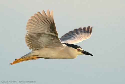 Night Heron
