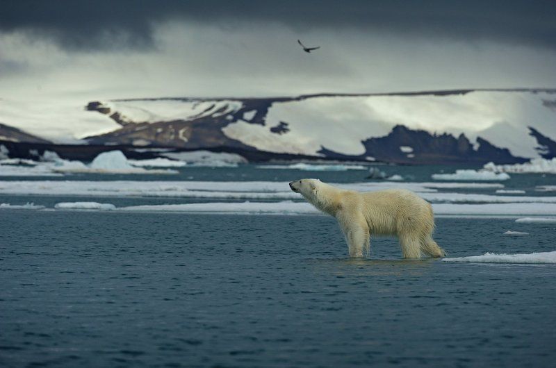 Ледовитый край фото превью