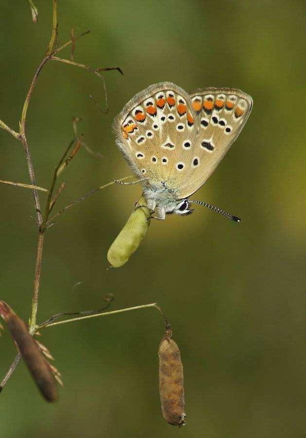 , Чепленко Алексей